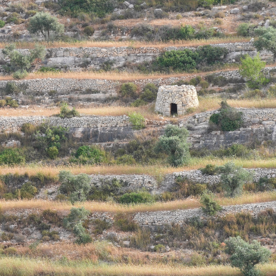 Stoic Terraces of Palestine: Grandmother’s Memories